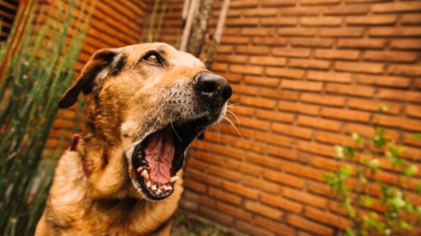 Niño en estado grave tras ataque de perro: trasladado en helicóptero