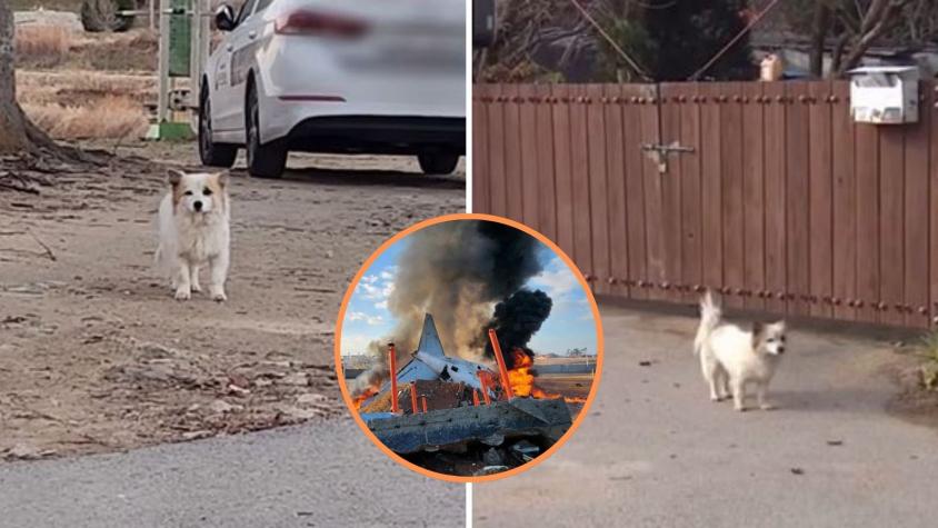 La historia de ‘Pudding’, el perro que espera en su casa a familia que murió en accidente de avión en Corea del Sur La historia de ‘Pudding’, el perro que espera en su casa a familia que murió en accidente de avión en Corea del Sur