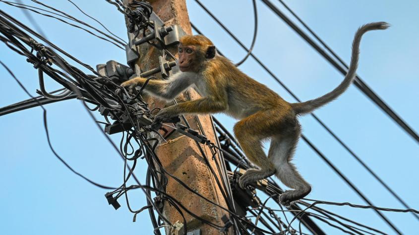 Casi 23 millones de personas sin luz en Sri Lanka por culpa de un mono