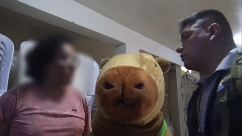 Capibara contra el crimen: Policía peruano se disfrazó de “capibara del amor” para detener a traficante Capibara contra el crimen: Policía peruano se disfrazó de “capibara del amor” para detener a traficante