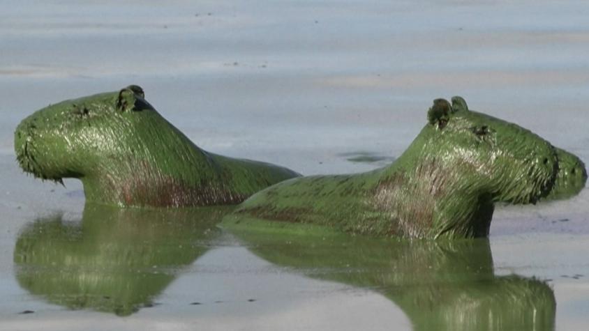 Sorpresa en Argentina por aparición de capibaras teñidos de verde: ¿Qué fue lo que les pasó? Sorpresa en Argentina por aparición de capibaras teñidos de verde: ¿Qué fue lo que les pasó?
