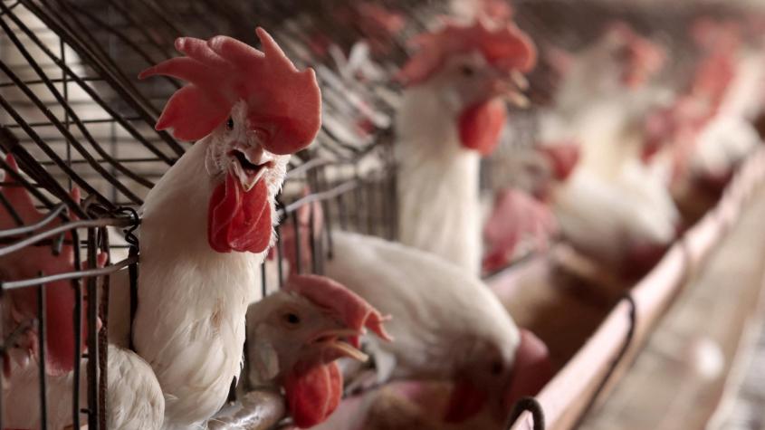Cepa de gripe aviar -transmisible al ser humano- reaparece en una granja de Estados Unidos Cepa de gripe aviar -transmisible al ser humano- reaparece en una granja de Estados Unidos