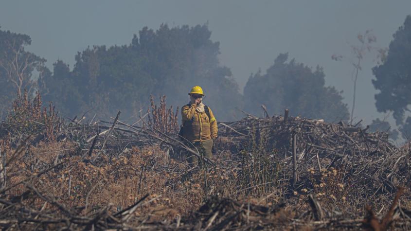 Declaran Alerta Roja para la región del Biobío por incendios forestales: Hay más de 200 hectáreas quemadas
