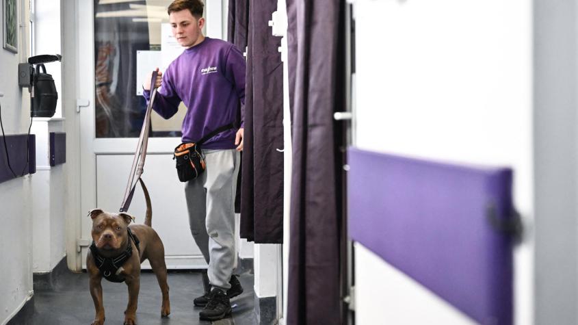 "Debían escoger entre comprar comida para ellos o para sus mascotas": La impactante solución de muchos británicos al aumento del costo de vida 