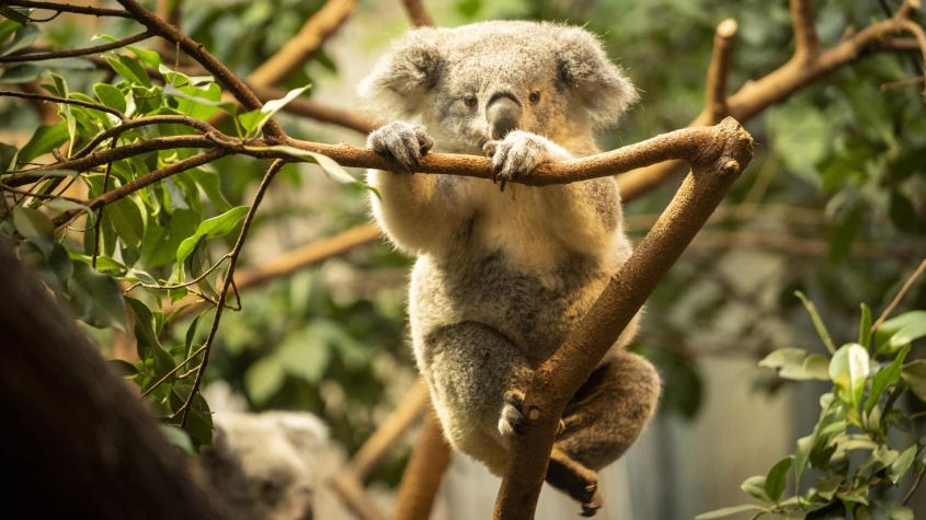 ¿Por qué más de 700 koalas fueron sacrificados por francotiradores desde helicópteros en Australia? ¿Por qué más de 700 koalas fueron sacrificados por francotiradores desde helicópteros en Australia?