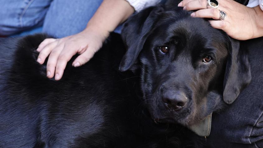 Condenan a hombre que mató a un perro a martillazos: no podrá tener mascotas de por vida Condenan a hombre que mató a un perro a martillazos: no podrá tener mascotas de por vida