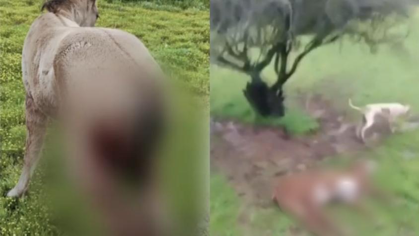 Perros asilvestrados matan a animales en Melipilla Perros asilvestrados matan a animales en Melipilla