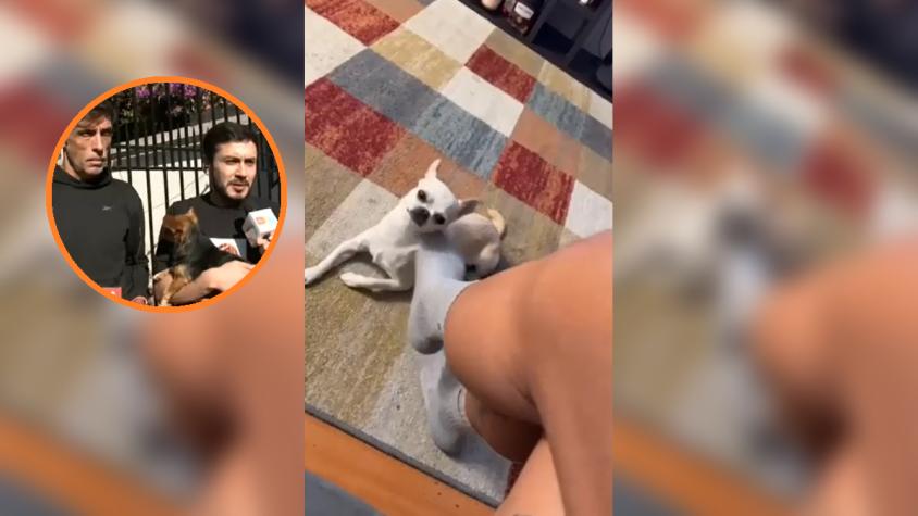 Desesperada búsqueda de perrito extraviado: familia acusa que alguien lo encontró y no quiere devolverlo