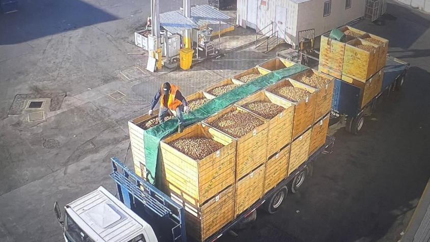Detienen a 13 personas por robo de camión con 25 toneladas de nueces en Paine: Los sorprendieron "ensacando" el botín