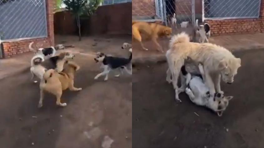 "Perro aura" es viral por detener pelea sin morder ni ladrar: experto aclara conducta y reacción de los otros canes "Perro aura" es viral por detener pelea sin morder ni ladrar: experto aclara conducta y reacción de los otros canes