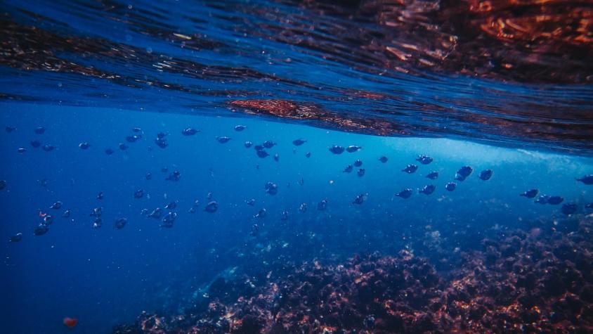 Científicos calculan que hemos visto apenas el 0,001 % de las profundidades del mar Científicos calculan que hemos visto apenas el 0,001 % de las profundidades del mar