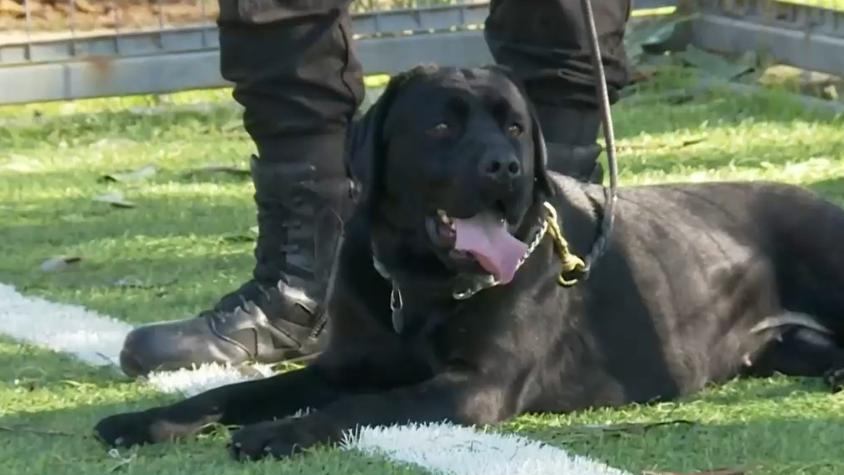 Así es cómo se entrenan los perros de Gendarmería: Pueden detectar celulares en las cárceles