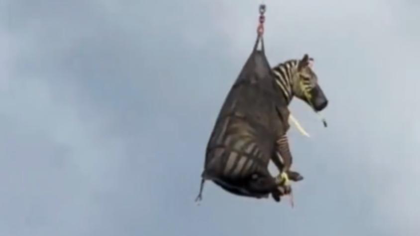 Con helicóptero incluido: Capturan a "Ed", la cebra "mascota" que se había fugado en Estados Unidos Con helicóptero incluido: Capturan a "Ed", la cebra "mascota" que se había fugado en Estados Unidos
