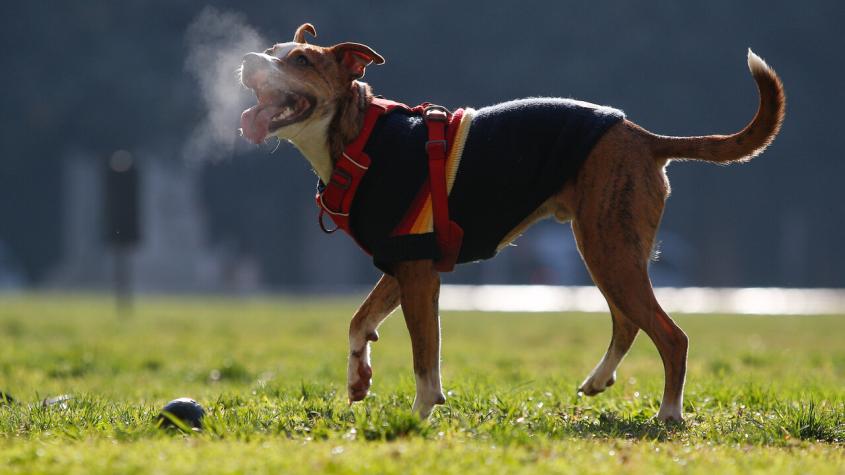 No basta con ponerles chaleco: Veterinario entrega recomendaciones para evitar que tu mascota se resfríe en invierno