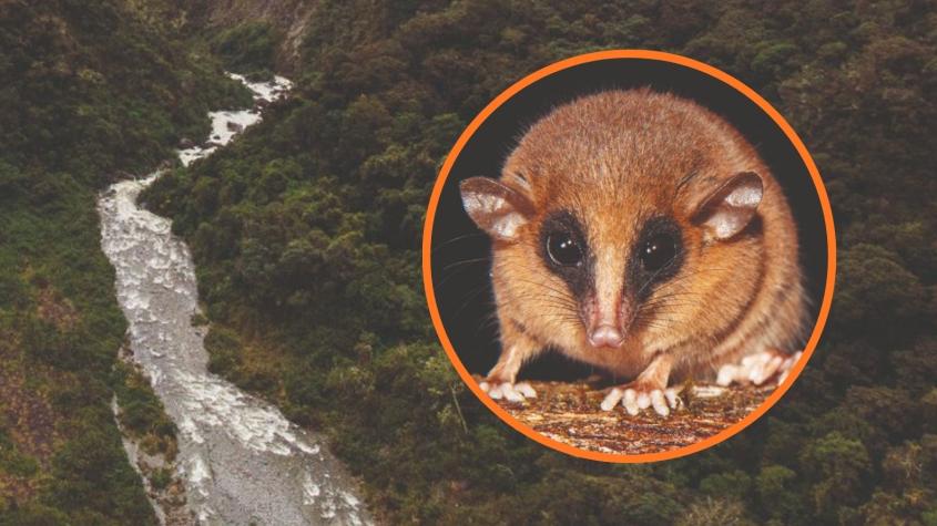 Conoce a la Marmosa chachapoya: Hallan nueva especie de marsupial en Amazonía de Perú