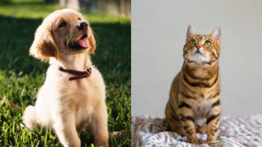 Quiltros, poodles y el doméstico de pelo corto: Estas son las mascotas más populares entre los chilenos Quiltros, poodles y el doméstico de pelo corto: Estas son las mascotas más populares entre los chilenos