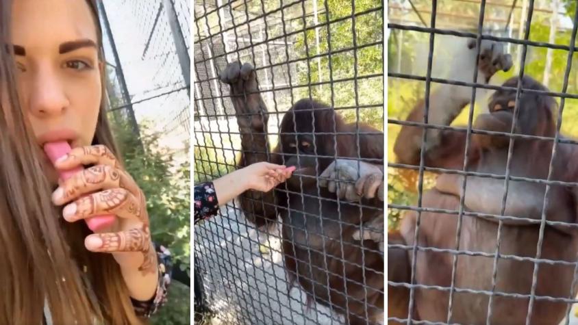 Indignación mundial en contra de luchadora de MMA rusa: le dio vaporizador a orangután en peligro de extinción