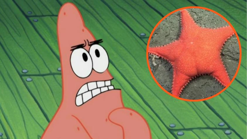Encuentran particular estrella de mar "con trasero" en Argentina: la comparan con Patricio Estrella de 'Bob Esponja' Encuentran particular estrella de mar "con trasero" en Argentina: la comparan con Patricio Estrella de 'Bob Esponja'