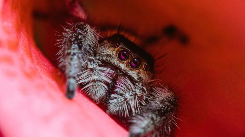 No apto para un aracnofóbico: Aduanas de Alemania descubre 1.500 arañas escondidas en envases de galletas No apto para un aracnofóbico: Aduanas de Alemania descubre 1.500 arañas escondidas en envases de galletas