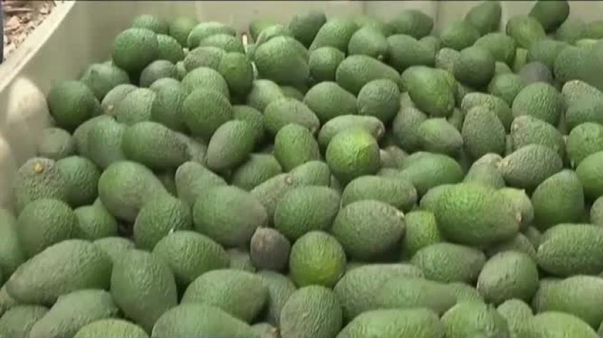 Palta peruana está en la mira por posible contaminación tras controles del MINSAL Palta peruana está en la mira por posible contaminación tras controles del MINSAL