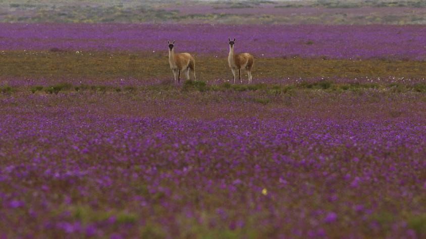 Atacama florece: lluvias harán posible fenómeno del Desierto Florido desde septiembre Atacama florece: lluvias harán posible fenómeno del Desierto Florido desde septiembre