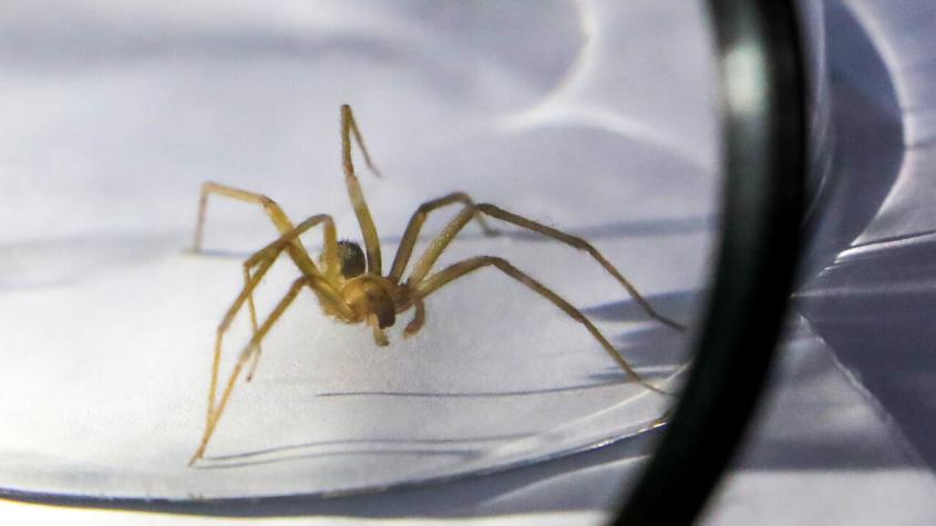 Científicos chilenos fueron premiados en Reino Unido por informe de las arañas de rincón: hallaron curioso detalle