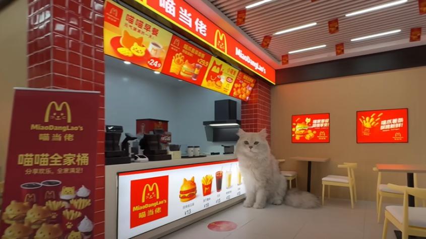 Youtuber chino construye local de comida rápida a sus gatos: Ya les había hecho un metro