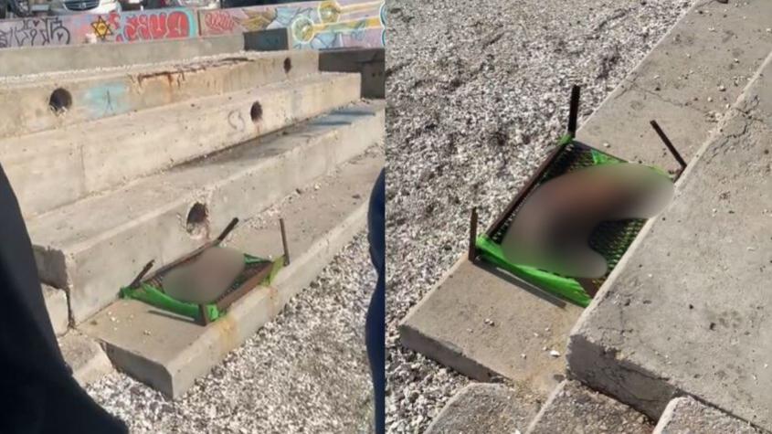 Denuncian macabro caso de maltrato animal en Antofagasta: Encontraron un perro decapitado sobre una parrilla
