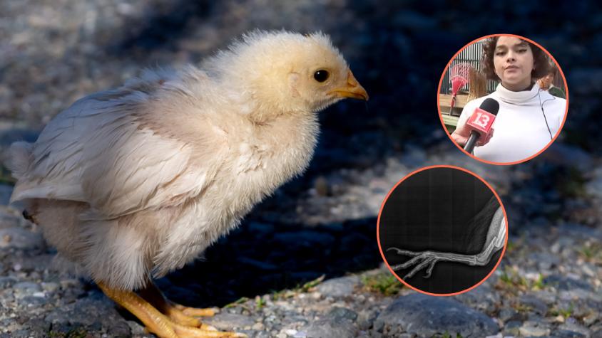 “Se repite cada luna llena”: Denuncian hallazgo de gallinas mutiladas y supuestos ritos en sectores de Santiago
