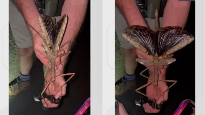 ¡El más pesado de Australia!: Descubren gigantesco insecto en zona montañosa australiana