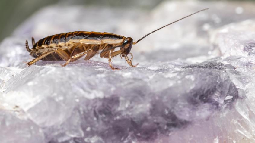 ¿Cansado de las cucarachas? El error que podrías estar cometiendo al intentar eliminarlas y qué es el "desalojo"