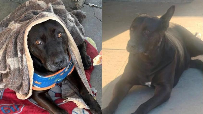 Funcionario de la PDI asesinó de un balazo a perro comunitario en Quilpué: Municipalidad anunció querella