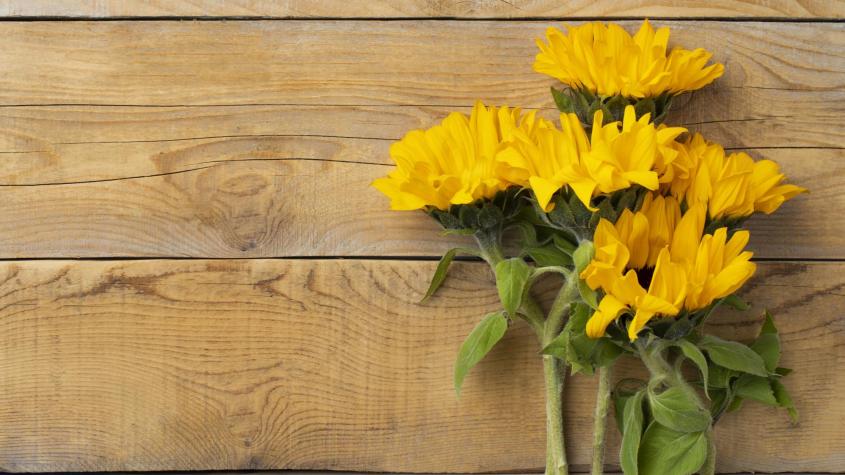 Quedan pocos días: Qué día de septiembre se regalan flores amarillas y cuál es su significado