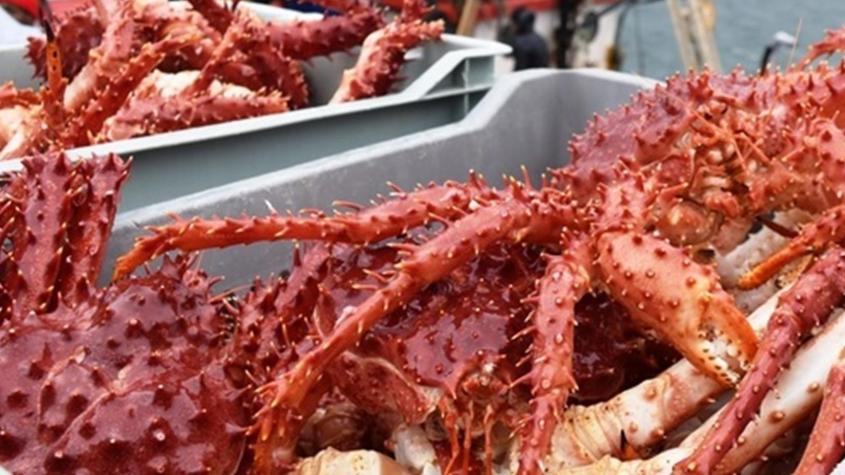 FNE acusa a 7 empresas y 8 ejecutivos por colusión en el precio de la centolla