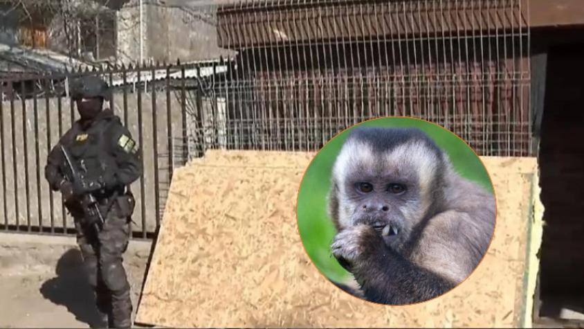 Se busca: Mono escapó en operativo PDI contra banda narco