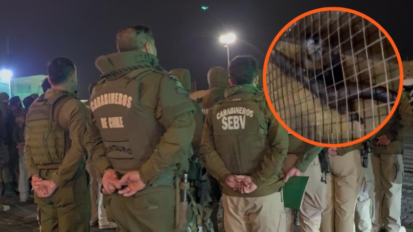 Carabineros detuvo a 16 sujetos por el robo de vehículos: rescataron a mono cautivo de manera ilegal
