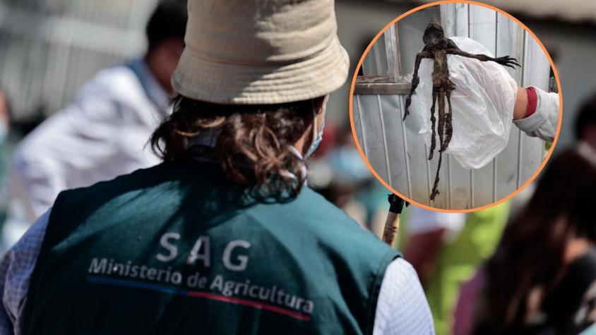 “En realidad me asusté”: Preocupación en Paillaco tras hallazgo de cadáver de animal no identificado