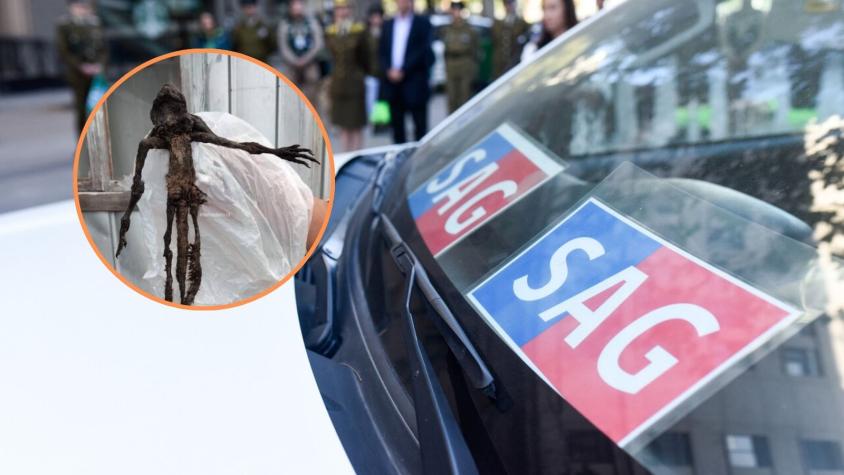 Misterio en Paillaco: Revelan qué era la extraña criatura que apareció muerta en una casa