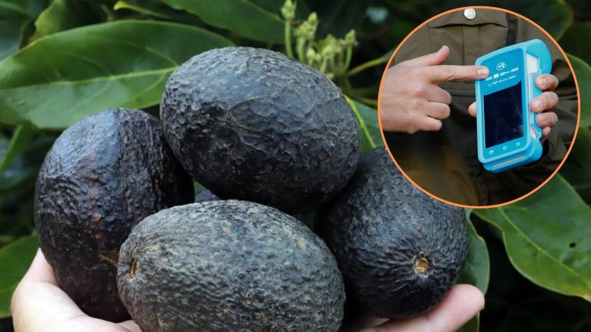 Denuncian estafas con venta de paltas a lo largo de todo Chile: así es el modus operandi que utilizan