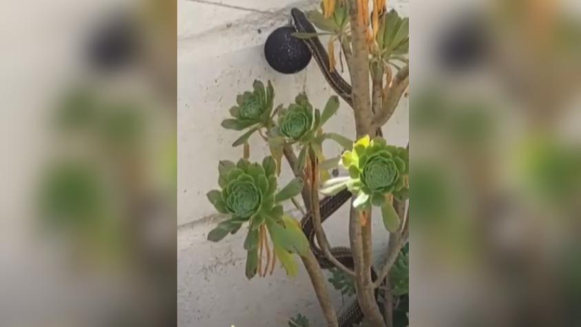 Mujer se llevó tremendo susto al encontrar culebra en su patio en Macul: especialista explica si esta especie es peligrosa Mujer se llevó tremendo susto al encontrar culebra en su patio en Macul: especialista explica si esta especie es peligrosa