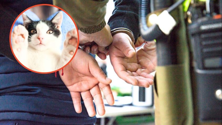 “Te voy a arruinar la vida”: Mujer que amenazó con matar a los gatos de su expareja quedó en libertad