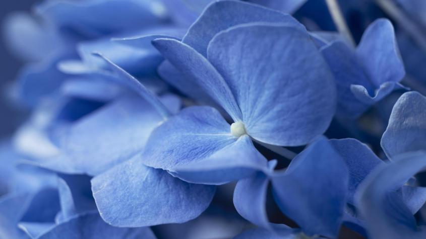 HOY es el día de las flores azules: Por qué se regalan este 3 de octubre