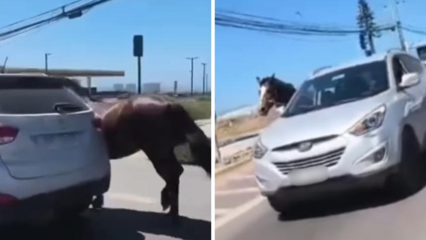 Maltrato animal en Coquimbo: Yegua que fue arrastrada desde vehículo fue hallada faenada 