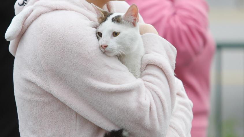 Se devuelve el día y sólo aplica para perros y gatos: En qué consiste el proyecto de permiso laboral por muerte de mascotas