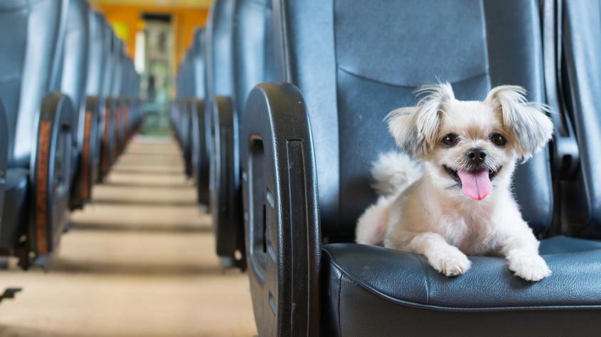 Temporada de primavera y paseos: Tips para viajar en bus con tu mascota