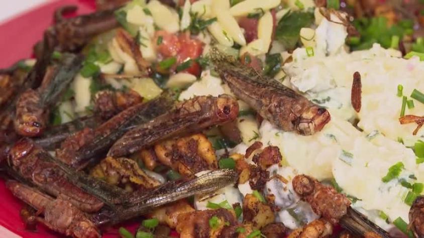Café alemán sirve comida con insectos como ingredientes | T13