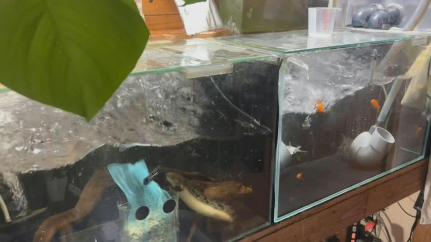 Al menos 30 heridos en Japón tras terremoto de magnitud 7,5 Al menos 30 heridos en Japón tras terremoto de magnitud 7,5