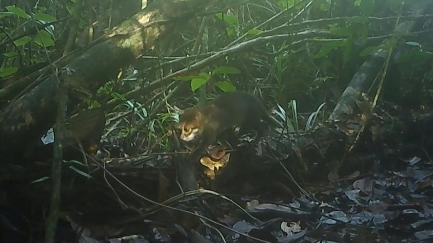 Registran en Tailandia un gato salvaje que se creía extinto