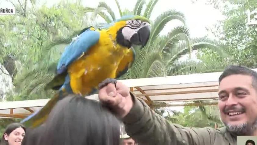 Hombre llegó a votar con guacamayo y una iguana a liceo de Ñuñoa