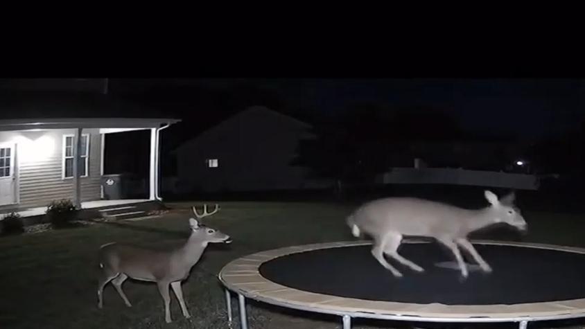 Videos con IA: ¿Que es verdad y qué es mentira?